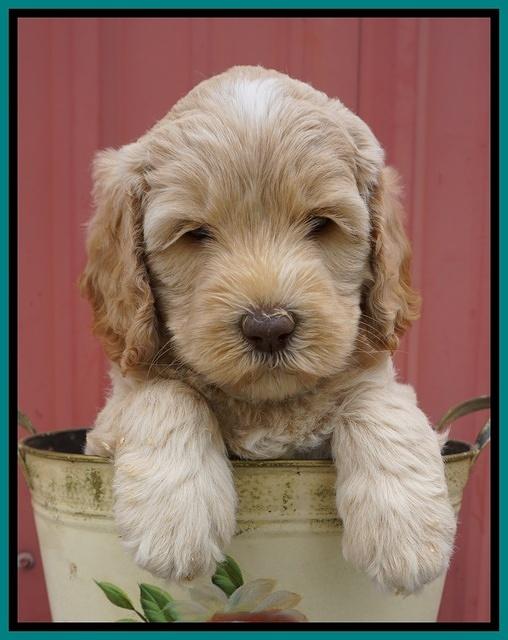 BB Marlow pups 6 wks old 271