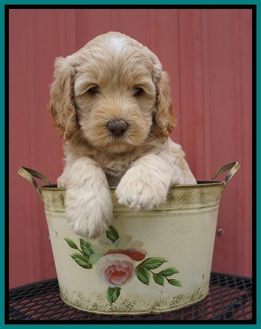 BB Marlow pups 6 wks old 281