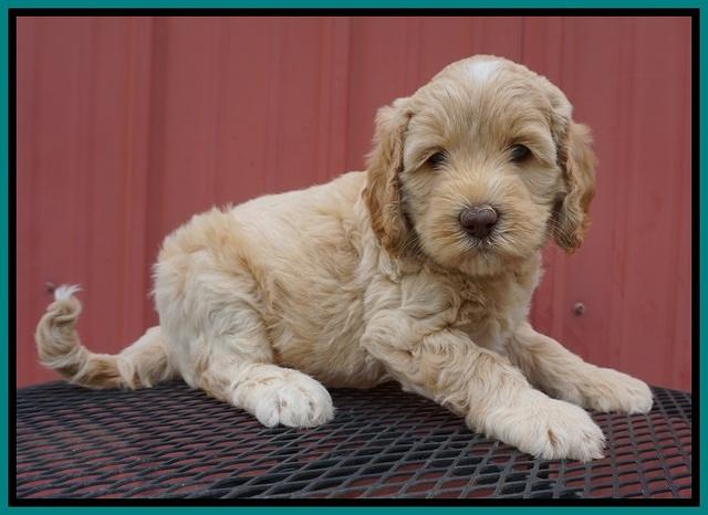 BB Marlow pups 6 wks old 291