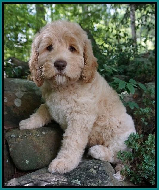 BB Marlow pups 8 wks old 1152