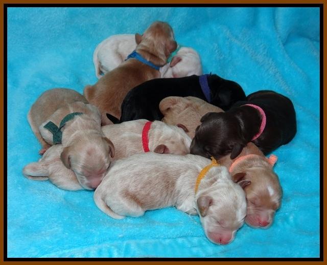 BB Marlow pups Newborn 21