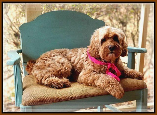 Gem in chair