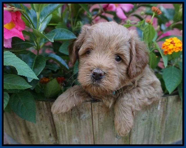Gem Parson pups  5 wk old 11