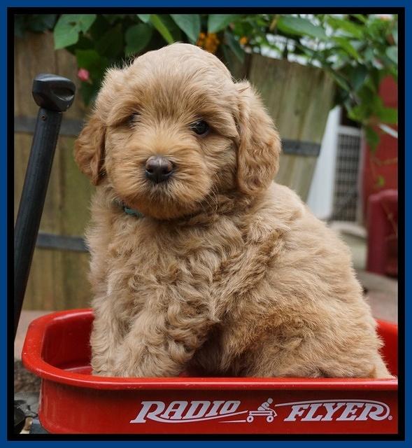 Gem Parson pups  6 wks old 81