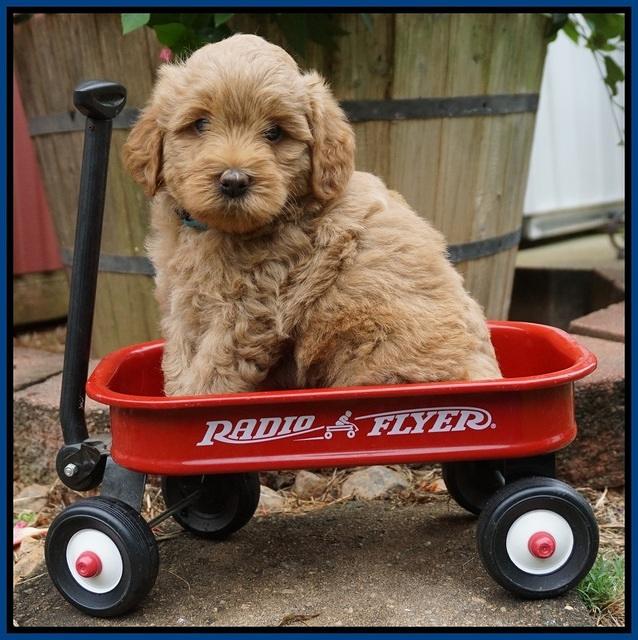 Gem Parson pups  6 wks old 91