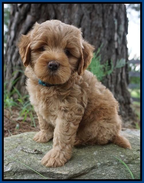 Gem Parson pups  7 wks old 11