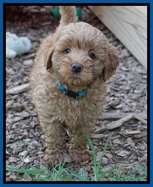 Gem Parson pups  7 wks old 41