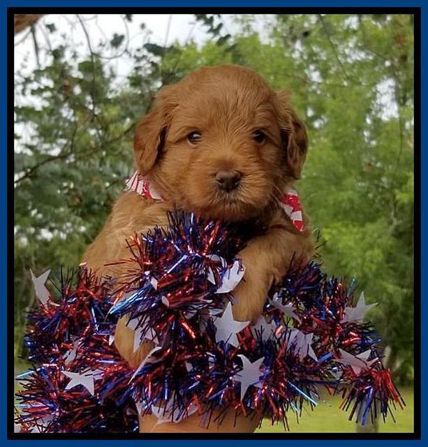 Gem Parson pups  July 4 wk old 11