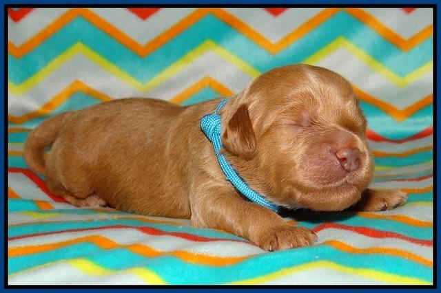 Gem Parson pups 1 wk old 21