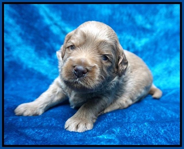 Gem Parson pups 3 wk old 11