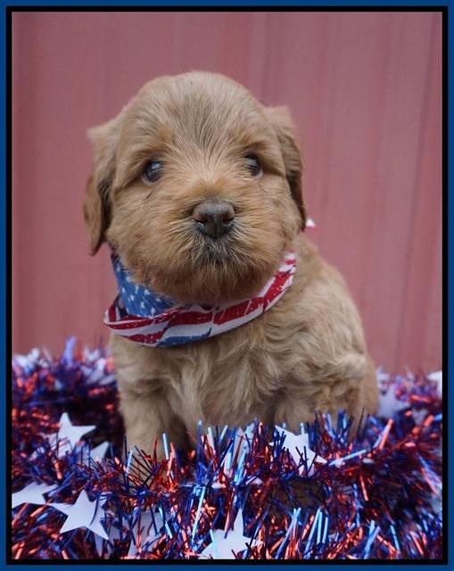 Gem Parson pups 4 wks old 31