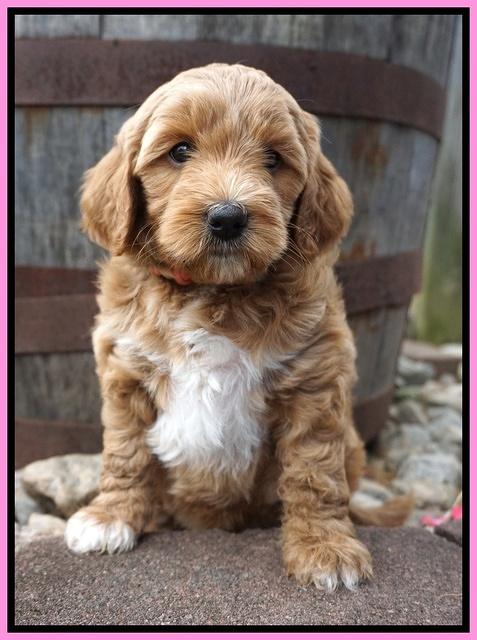 Gem Parson pups  6 wks old 131
