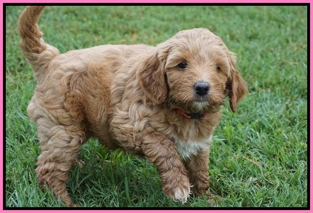 Gem Parson pups  6 wks old 151