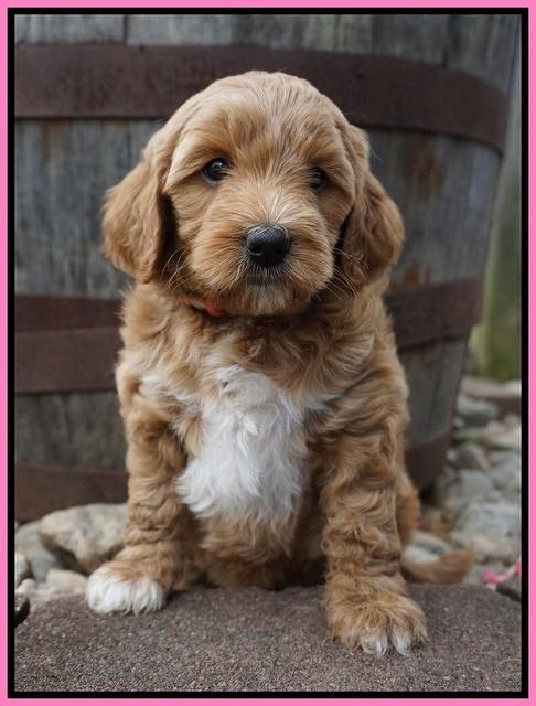 Gem Parson pups  6 wks old 171