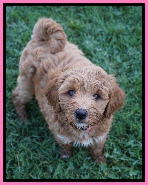 Gem Parson pups  7 wks old 101