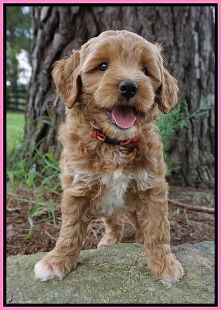 Gem Parson pups  7 wks old 81