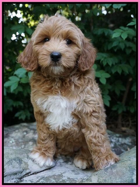 Gem Parson pups  8 wks old 6300