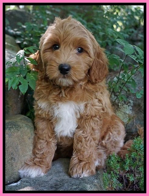 Gem Parson pups  8 wks old 7300