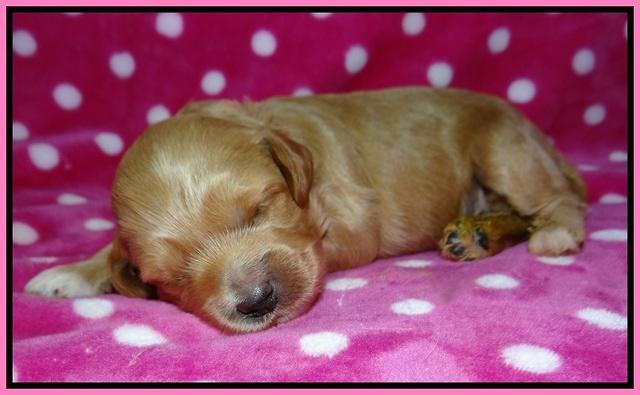 Gem Parson pups 2 wk old 61