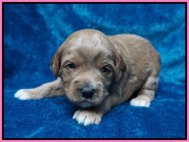 Gem Parson pups 3 wk old 41