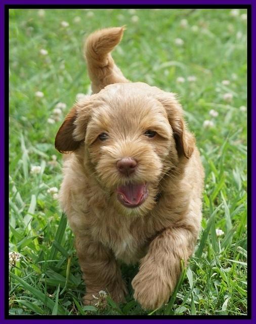 Gem Parson pups  6 wks old 251