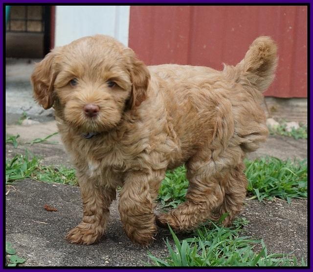 Gem Parson pups  7 wks old 131