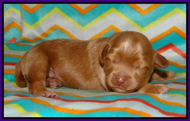 Gem Parson pups 1 wk old 51
