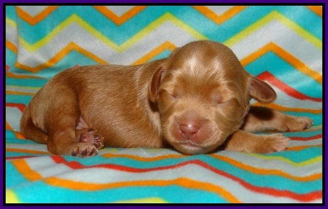Gem Parson pups 1 wk old 61