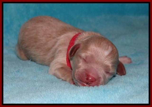 Gem Parson Newborn pups 43