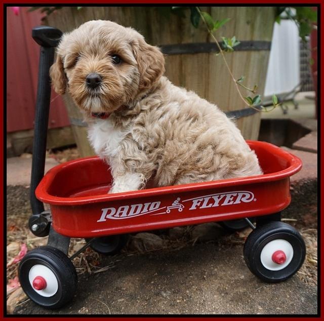 Gem Parson pups  6 wks old 271