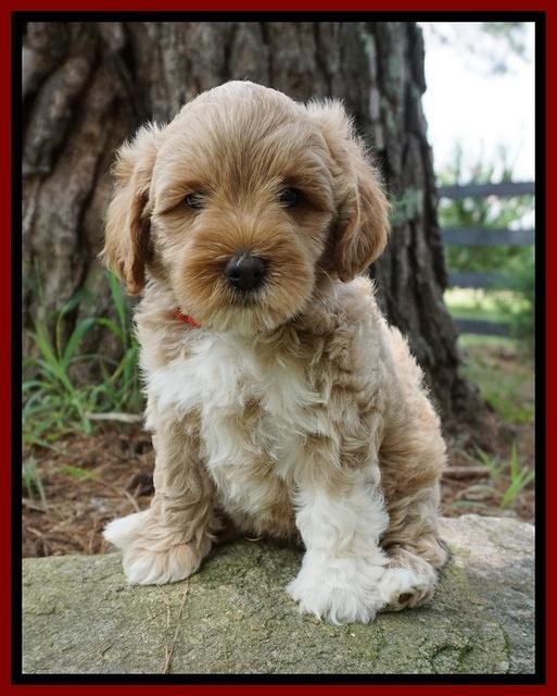 Gem Parson pups  7 wks old 181