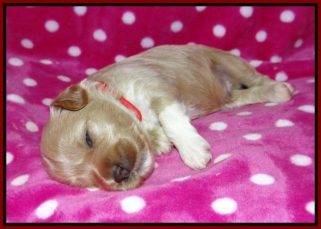 Gem Parson pups 2 wk old 91