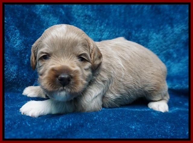 Gem Parson pups 3 wk old 101