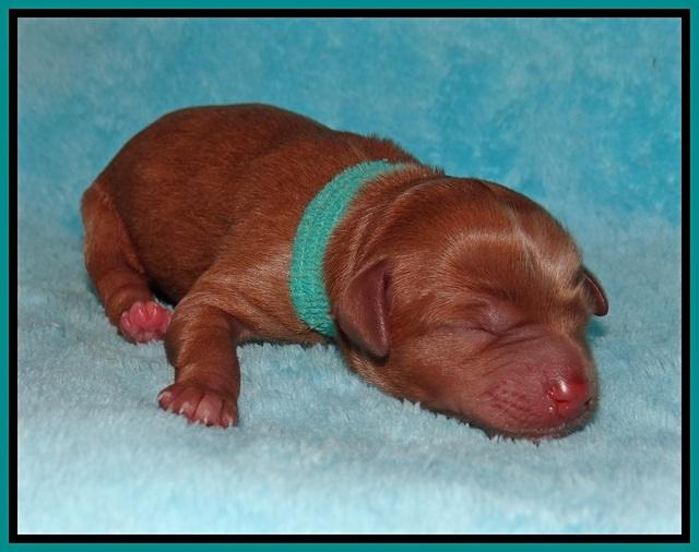 Gem Parson Newborn pups 53