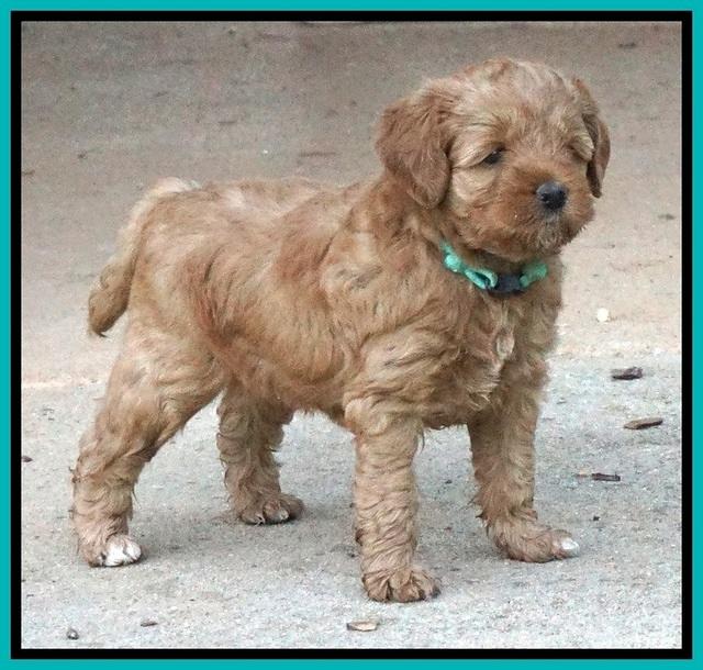 Gem Parson pups  5 wk old 321