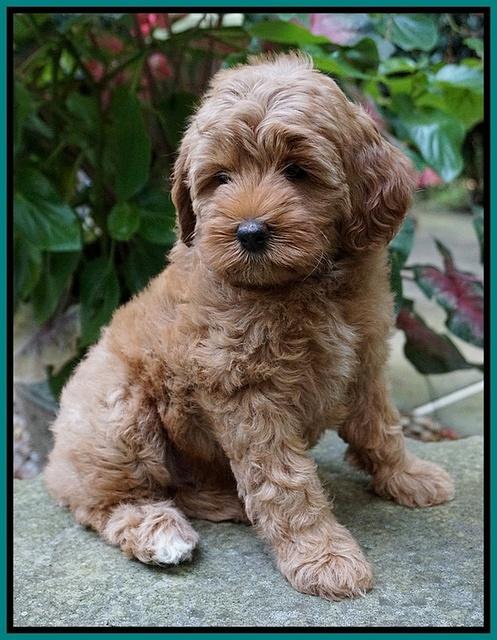 Gem Parson pups  8 wks old 31