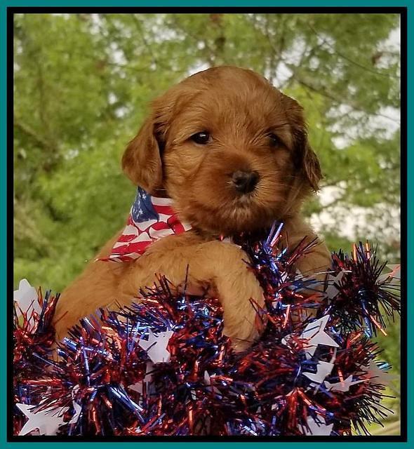 Gem Parson pups  July 4 wk old 51