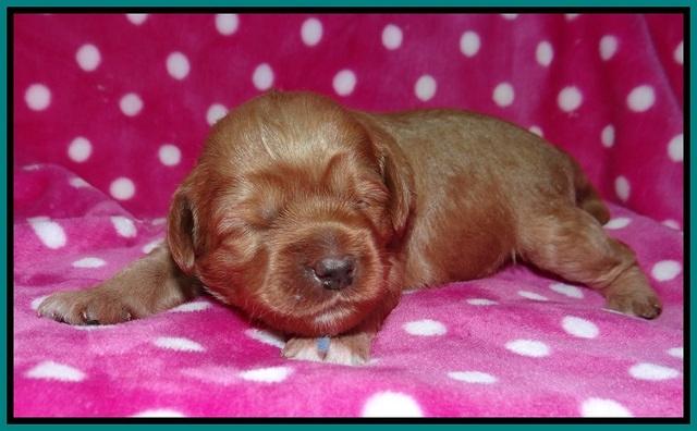 Gem Parson pups 2 wk old 111