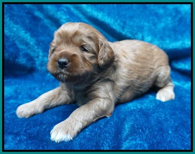 Gem Parson pups 3 wk old 131