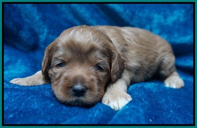 Gem Parson pups 3 wk old 141