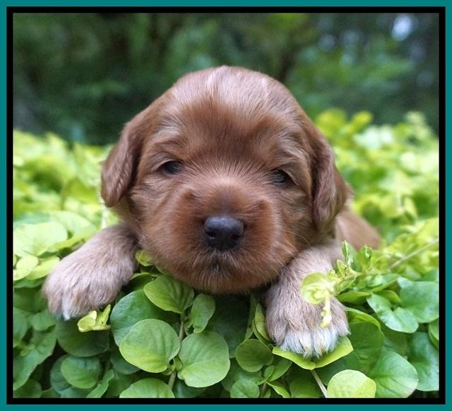 Gem Parson pups 3 wk old 151