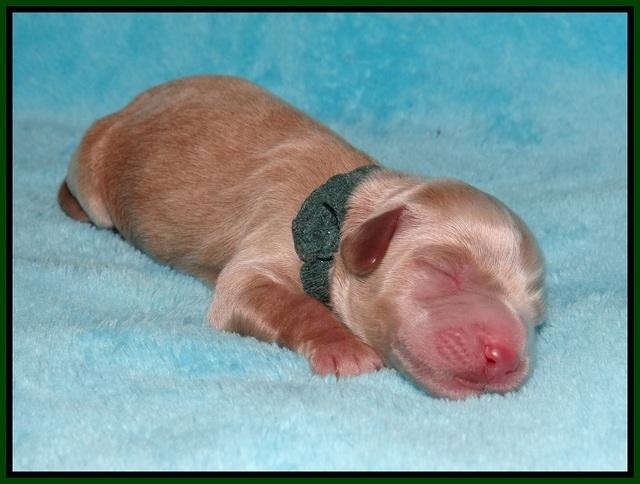 Gem Parson Newborn pups 63