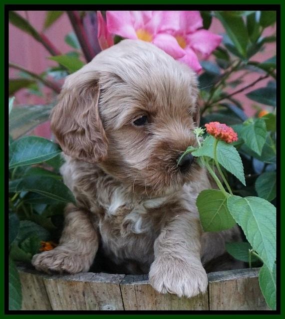 Gem Parson pups  5 wk old 331