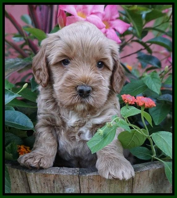 Gem Parson pups  5 wk old 351