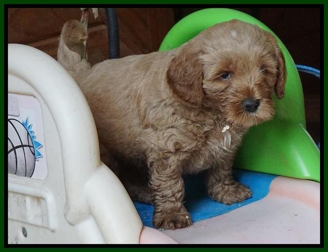 Gem Parson pups  6 wks old 311