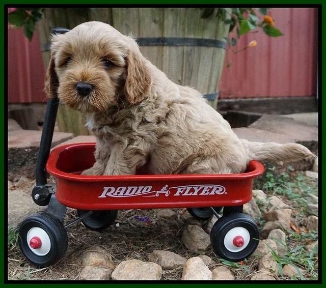 Gem Parson pups  6 wks old 331