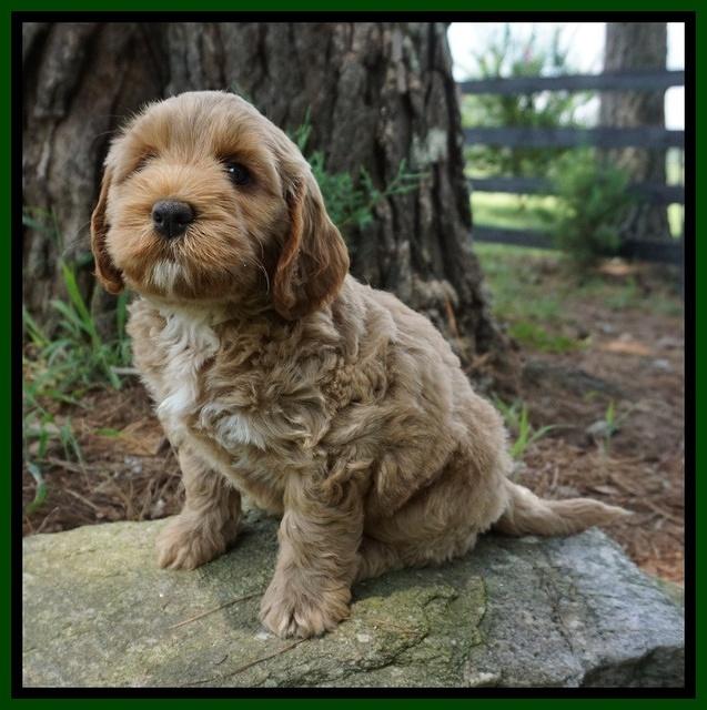 Gem Parson pups  7 wks old 231