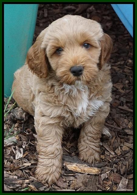 Gem Parson pups  7 wks old 281