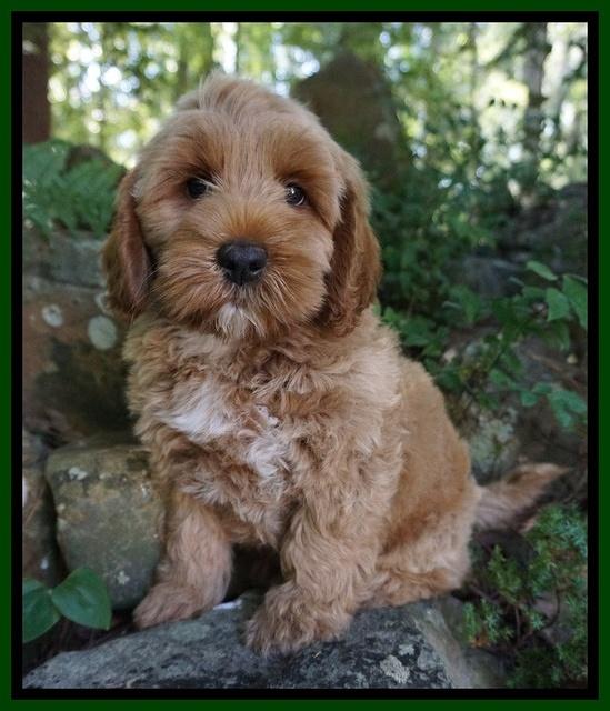 Gem Parson pups  8 wks old 630