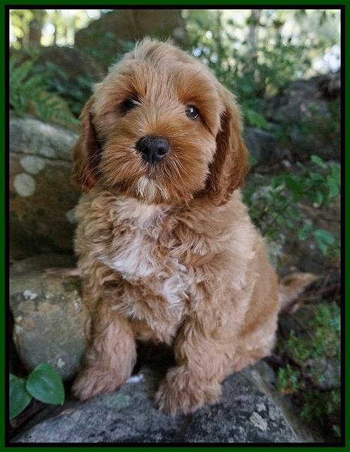 Gem Parson pups  8 wks old 730